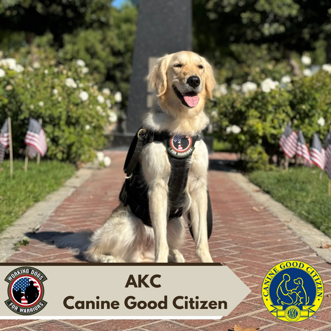 AKC CGC Evaluation