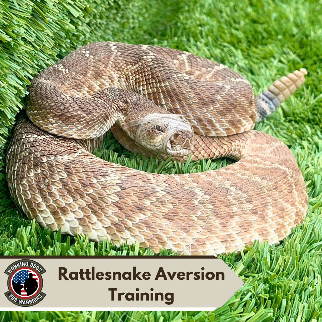 Rattlesnake Aversion Training