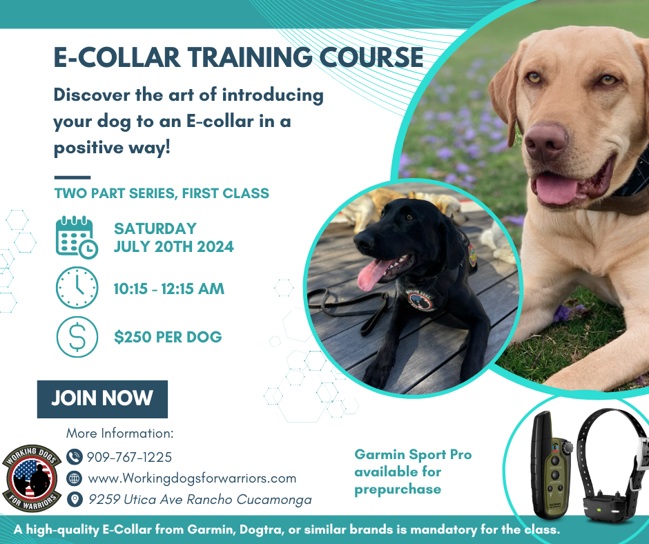 E-Collar Training Seminar