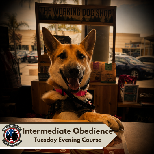 Tuesday Intermediate Obedience course