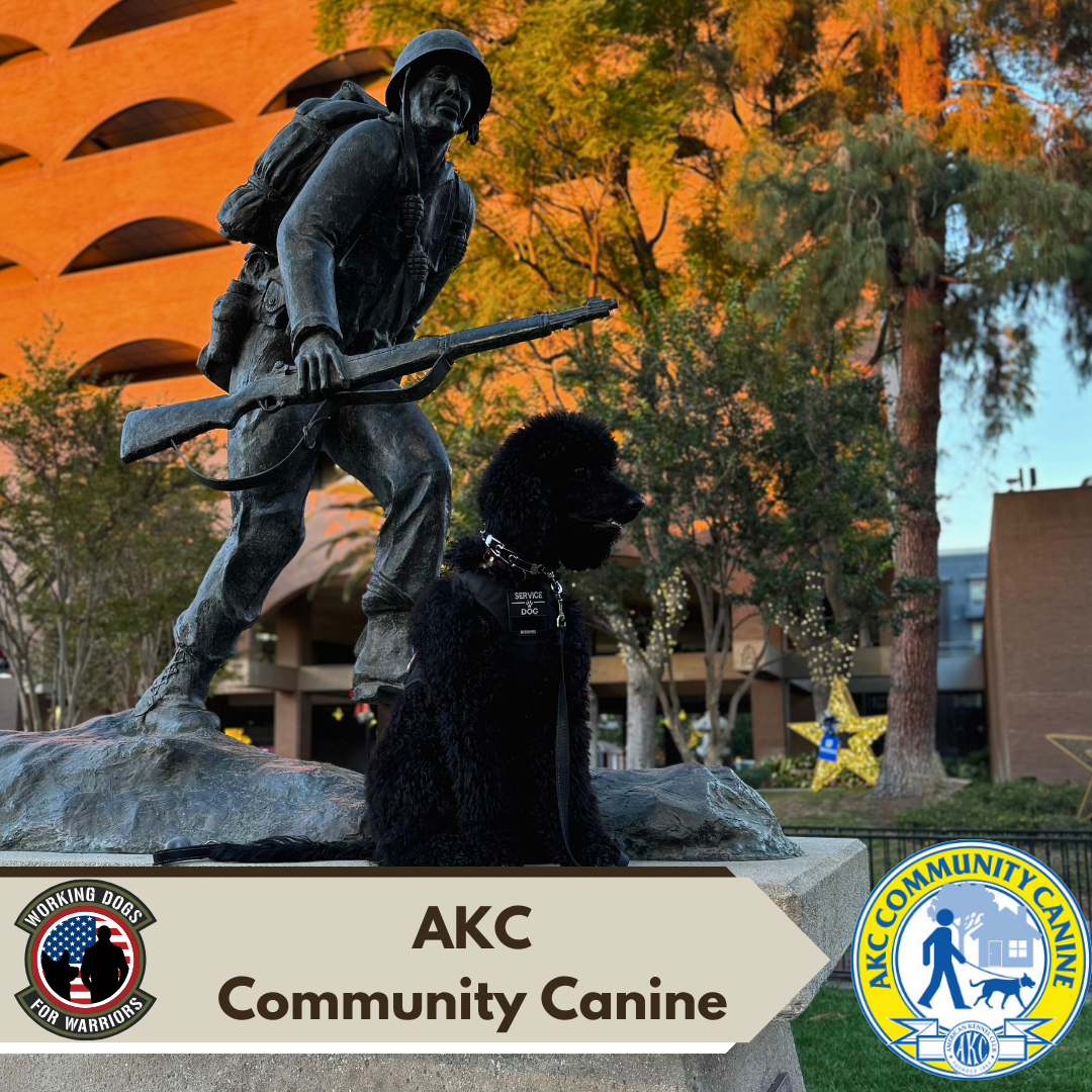 AKC Community Canine (CGCA) Evaluation