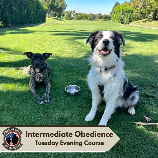 Tuesday Intermediate Obedience course