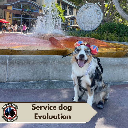 Public Service Dog Evaluation