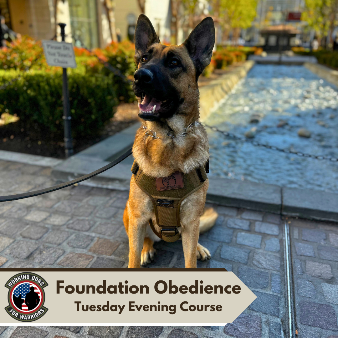 Tuesday Foundation Obedience course