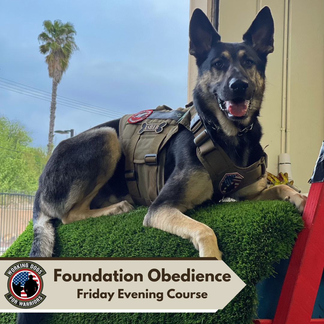 Friday Foundation Obedience course